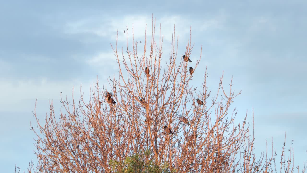 los pájaros minas indios comunes se posaron en árboles desnudos hora de oro australia gippsland victoria maffra
