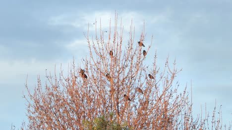 Common-Indian-Myna-Birds-Perched-In-Bare-Tree-Golden-Hour-Australia-Gippsland-Victoria-Maffra