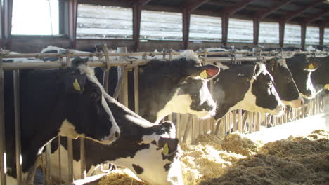 Cria-De-Vacas-En-Establo-Libre-De-Ganado