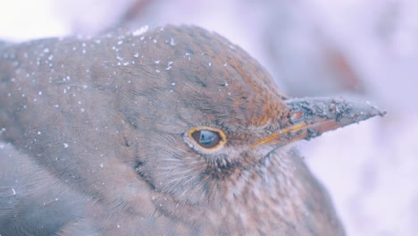 extreme close-up showing every detail on female common blackbird's head