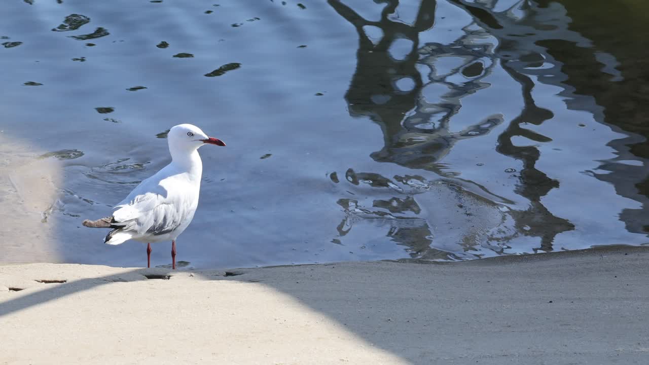 파동 하는 연못  에서 고 멈추는 바다표범