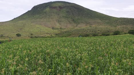 Vista-Aérea-De-Un-Campo-De-Maíz