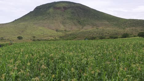 vista aérea de un campo de maíz
