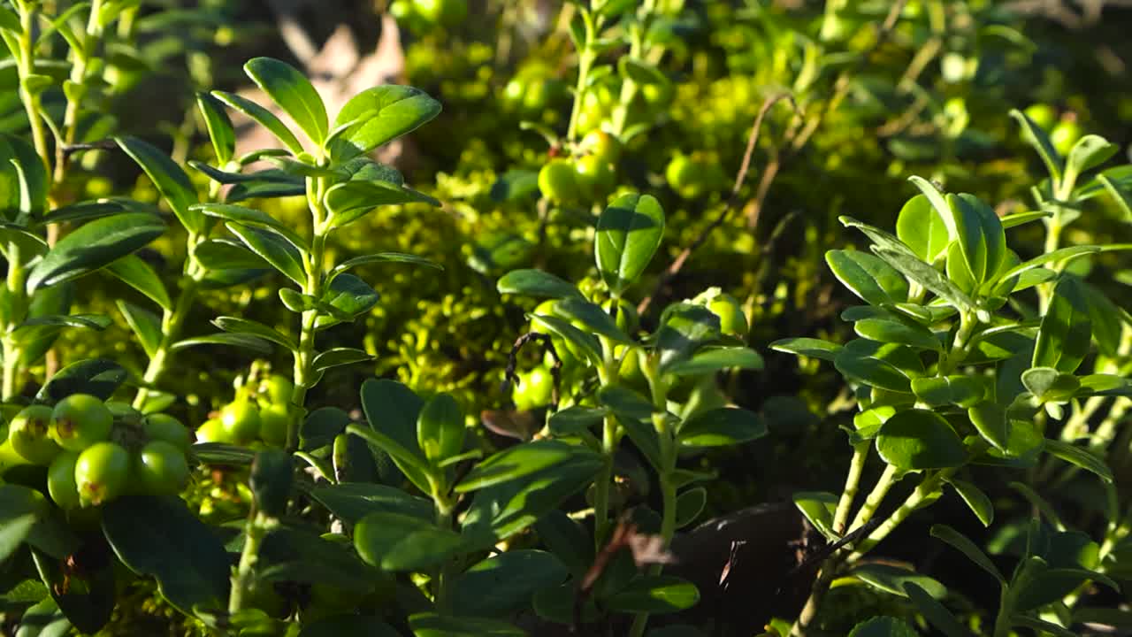 Cinematic ground level glide past unripe lingonberries and fresh green leaves in golden sunlight with shallow depth and soft bokeh