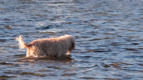 dog wading through water at brighton beach