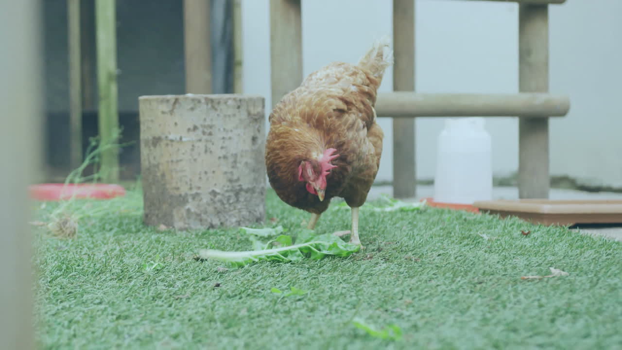 3D render brown chicken pecking green lettuce inside run, showing water dispenser and feeding tray