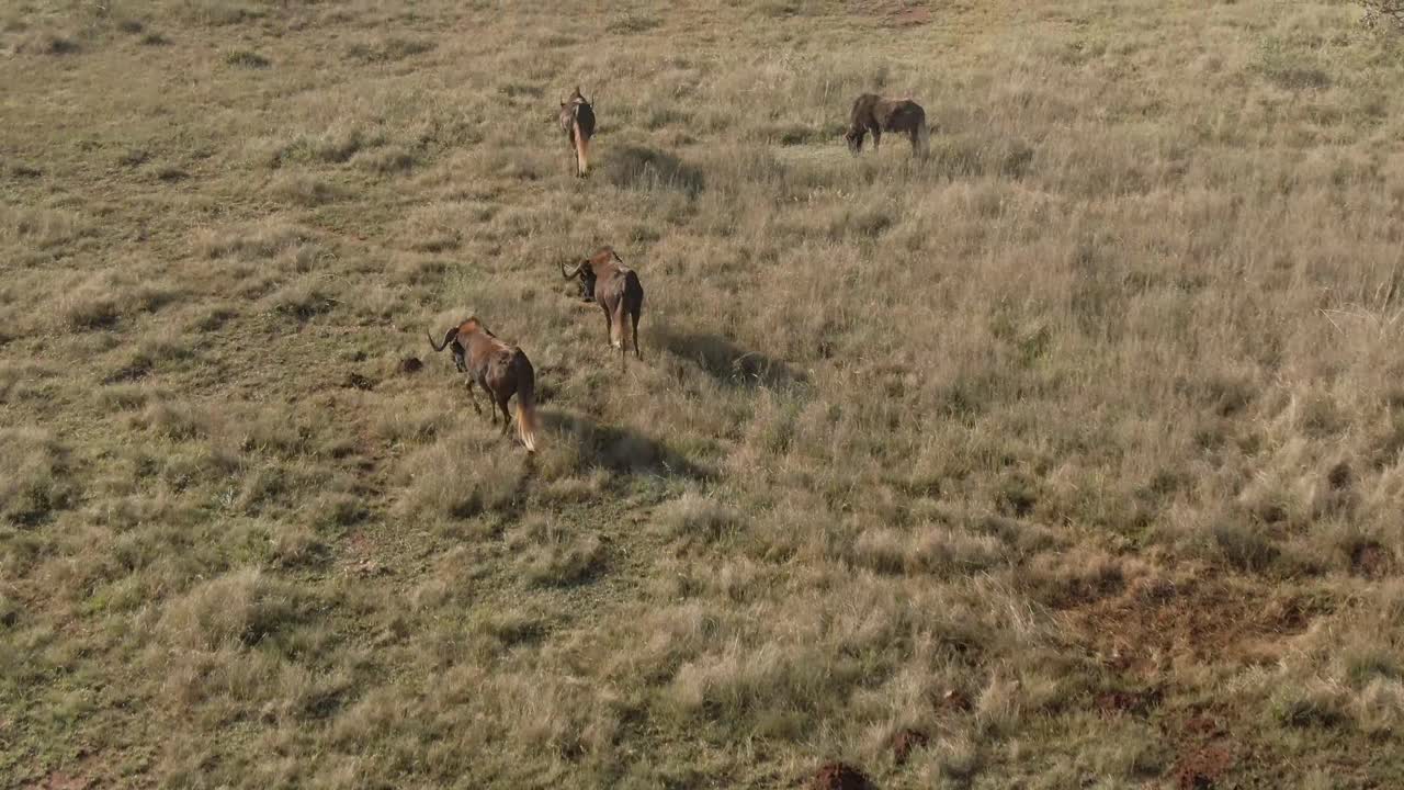Drone aerial flyover of a Wildebeest herd in the wild on African plain