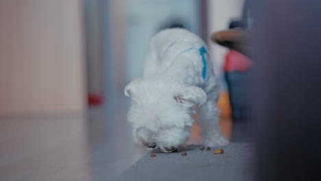 Toma-Cinematográfica-De-Un-Pequeño-Perro-Maltés-Blanco-Comiendo-Comida-Para-Perros-De-Una-Alfombra-En-El-Interior-En-Cámara-Lenta