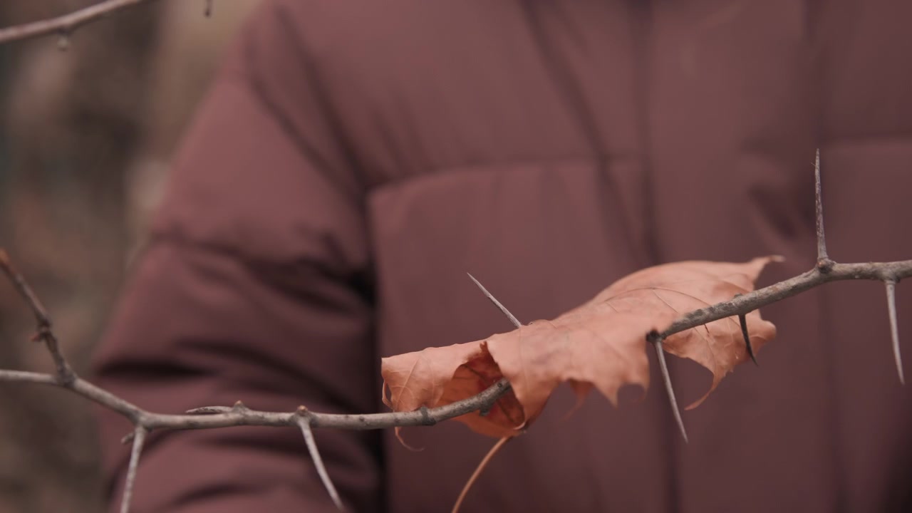 Primo piano di un ramoscello vuoto e una foglia autunnale, persona con giacca marrone osserva un gruppo di foglie d'acero aggrappate a un ramo spinoso, atmosfera tranquilla del parco, toni ambrati tenui, dolce accettazione del ciclo stagionale.