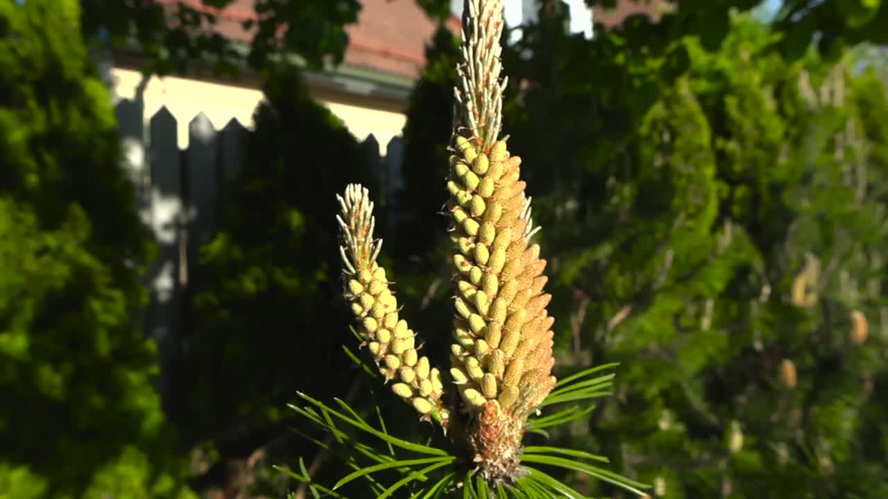 Close up footage of fresh pine growth. Vibrant conifer yellow cone budding and green needles in sunlight emerging pollen buds at the branch tip. Gentle breeze moves the branch, soft focus background