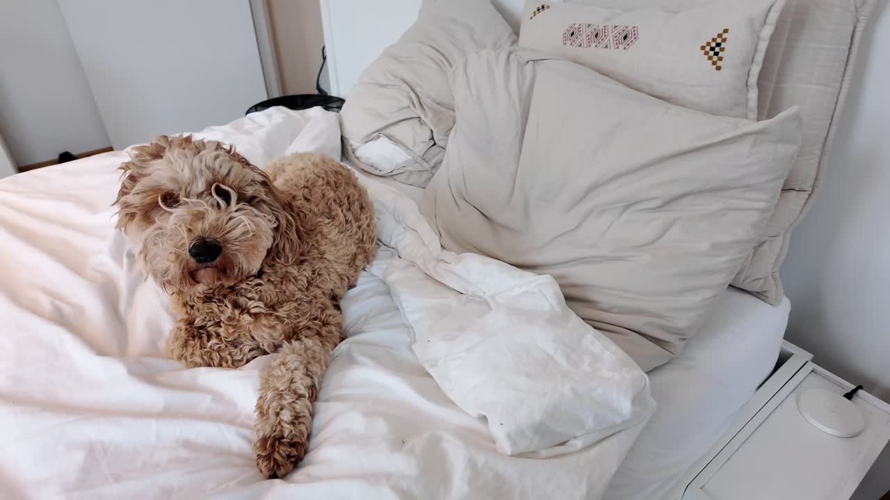 un labradoodle australiano esponjoso en la cama relajándose