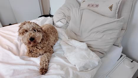 fluffy australian labradoodle on the bed relaxing