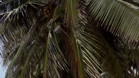 coconut trees found on sea shores