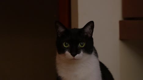 Rescued-domestic-bicolor-cat-with-tuxedo-coat,-black-and-white-fur,-curiously-staring-at-the-camera,-portrait-close-up-shot