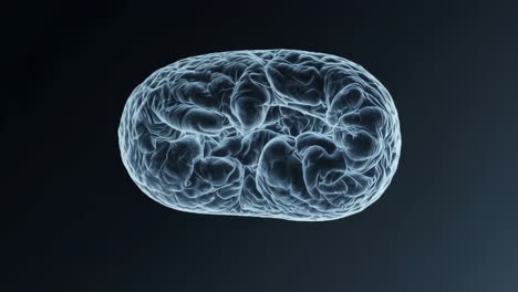 3d digital rendering of a human brain