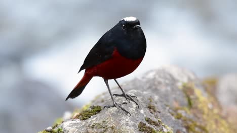 the white-capped redstart is known for its white lovely crown, dark blue-blackish wings and brown under feathers and its tail starts with red