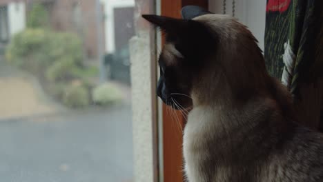 kitten sitting looking out a window onto a street