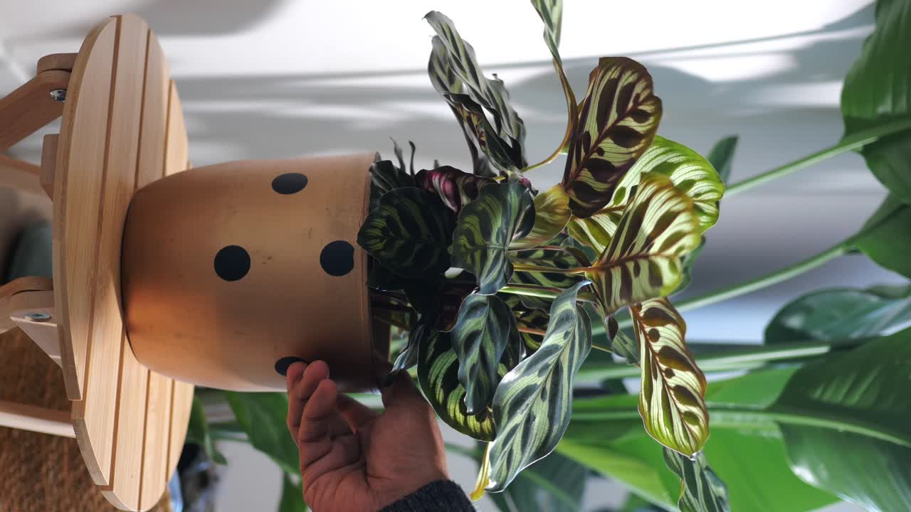 Indoor plants arrangement