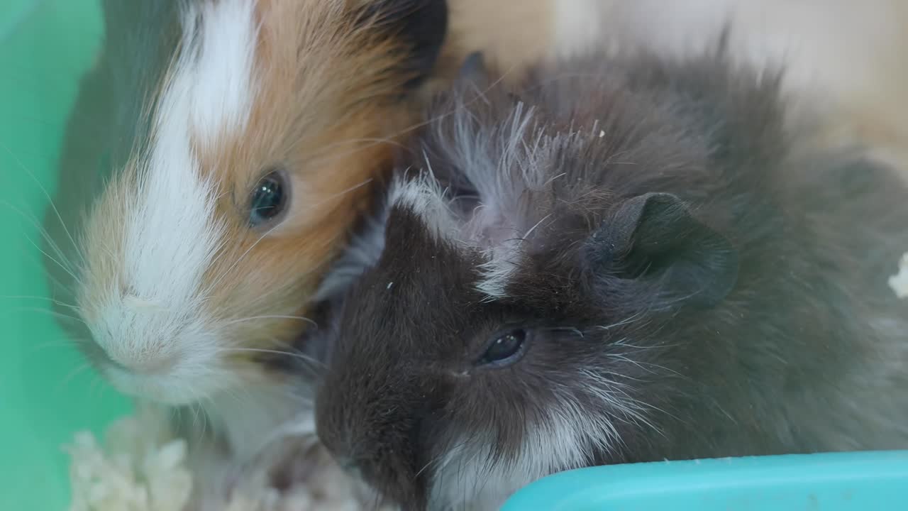 Two Adorable Guinea Pigs
