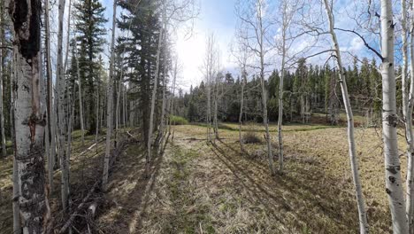 an aspen tree forest in utah
