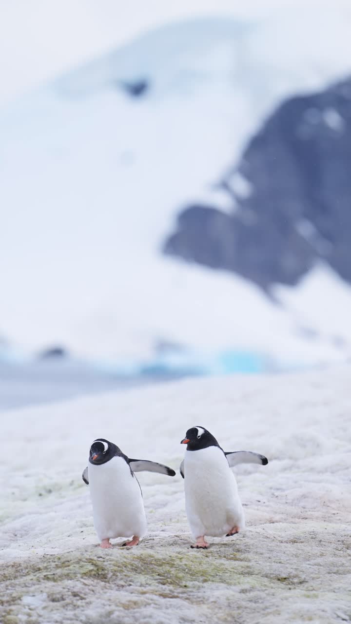 pingüinos caminando en la nieve en la antártida, pingüinos gentoo y vida silvestre de la antártica en el hielo nevado del invierno en la península antártica, animales verticales video para redes sociales, instagram reels y tiktok