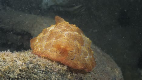 pleurobranchus sea slug species discovered on a scuba diving activity by a underwater marine research team