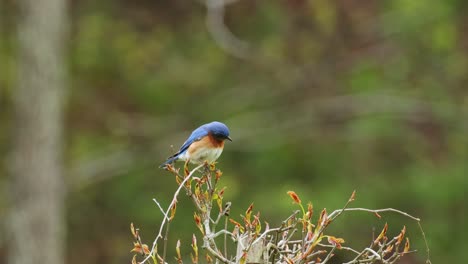 male bluebird sitting on top of bush looking around guarding territory