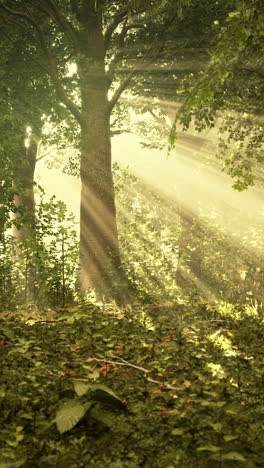 sunbeams streaming through a magical forest