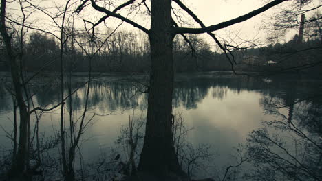 approaching a bare tree by the half-frozen lake