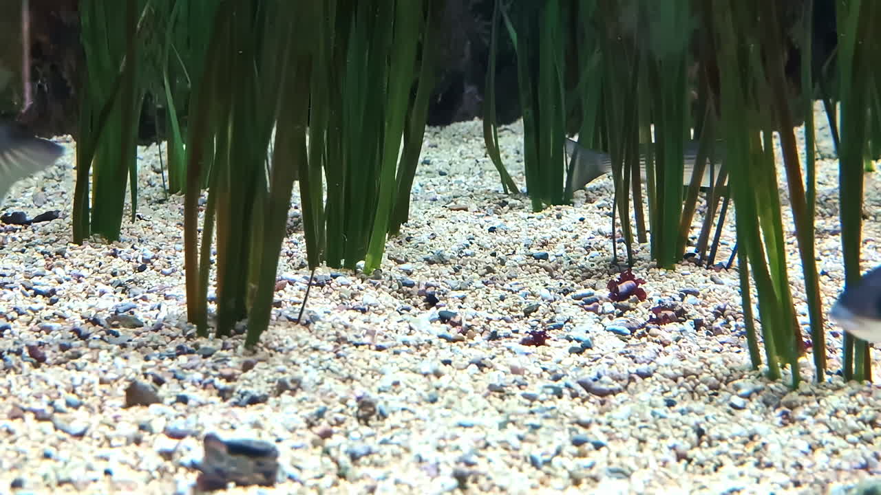 무길리데 (mugilidae) 과에 속하는 회색 은 해안 온대 및 열대 해역과 해초에서 발견되는 니가 있는 물고기입니다.