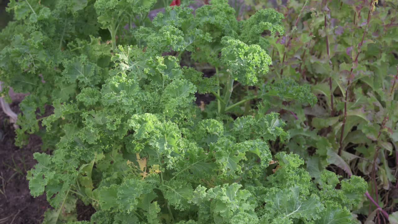 Kale outdoors in sustainable garden at home