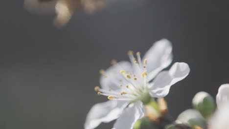 close up honey bee taking off from white blackthorn cherry blossom flower slow motion