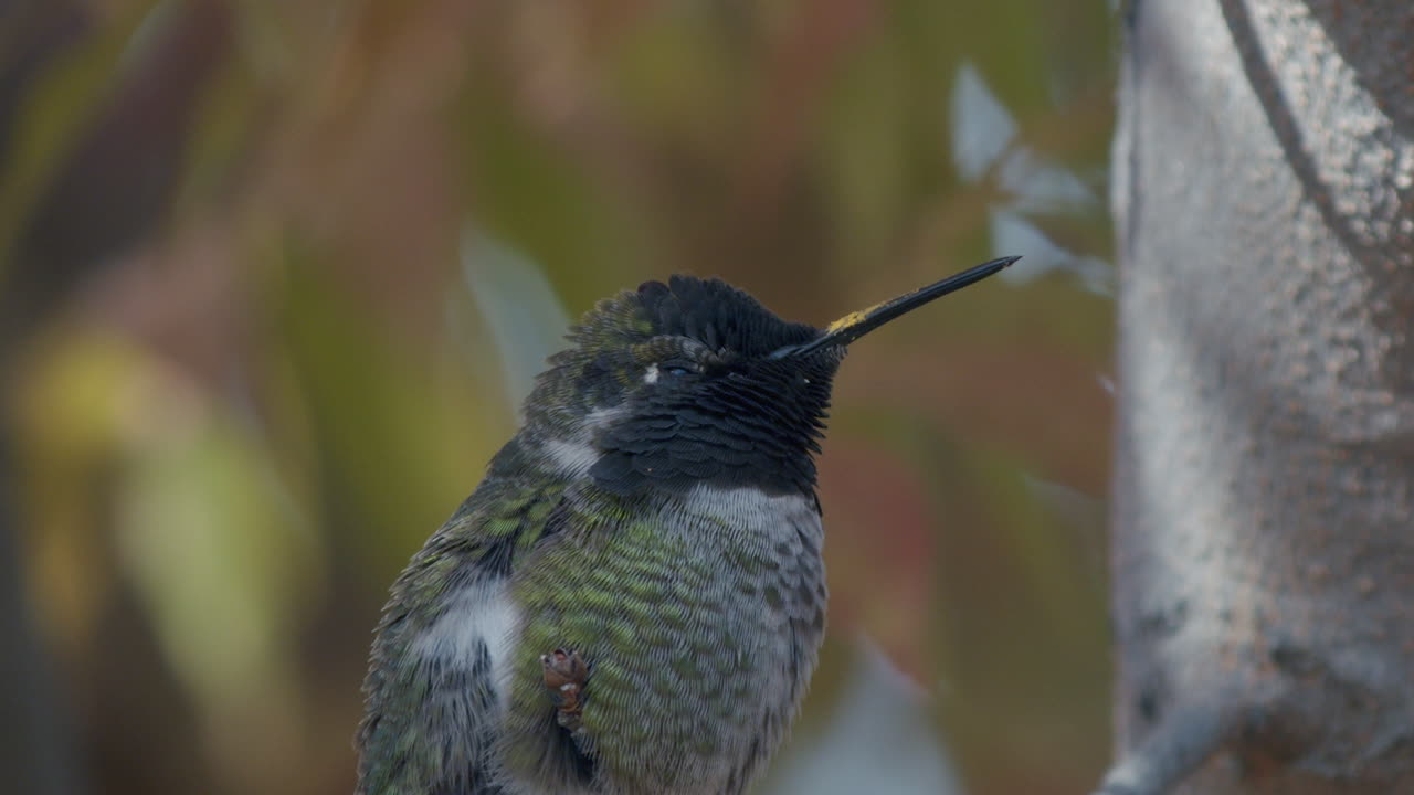 cerrar el perfil lateral del colibrí