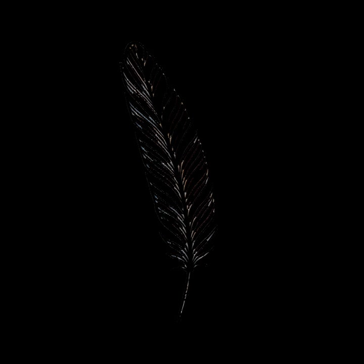 Elegant sort fjer illustration animation isoleret aktiv, gennemsigtig 4K-video, alfakanal