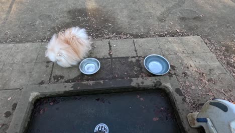 fluffy dog interacts with a spinning metal bowl