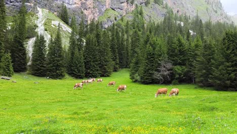 rural scene of cows grazing on green pastures at vallunga valley in val gardena, south tyrol, italy. static shot