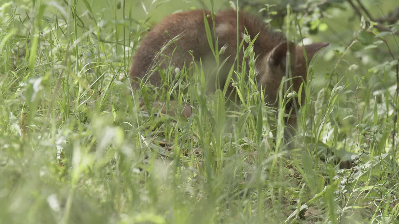 Red fox cub (vulpes vulpes) eating remains, in a spring day, in a mediterranean forest, in Tiétar Valley, Spain