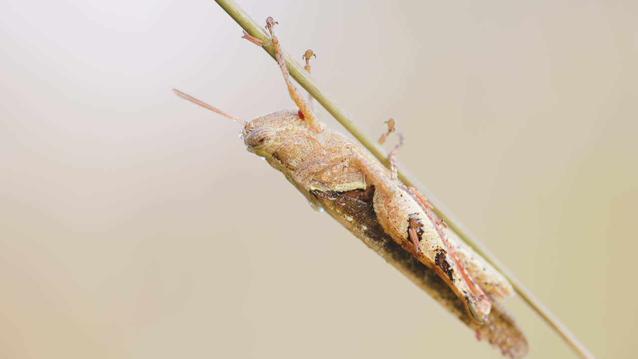 Gocce di rugiada brillano su una cavalletta immobile che riposa su un filo d'erba durante un'alba invernale nitida e nebbiosa.