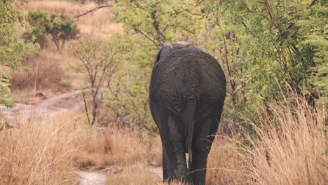 Grupa-De-Elefante-Africano-Que-Avanza-Pesadamente-A-Través-De-La-Hierba-De-La-Sabana,-Cámara-Lenta