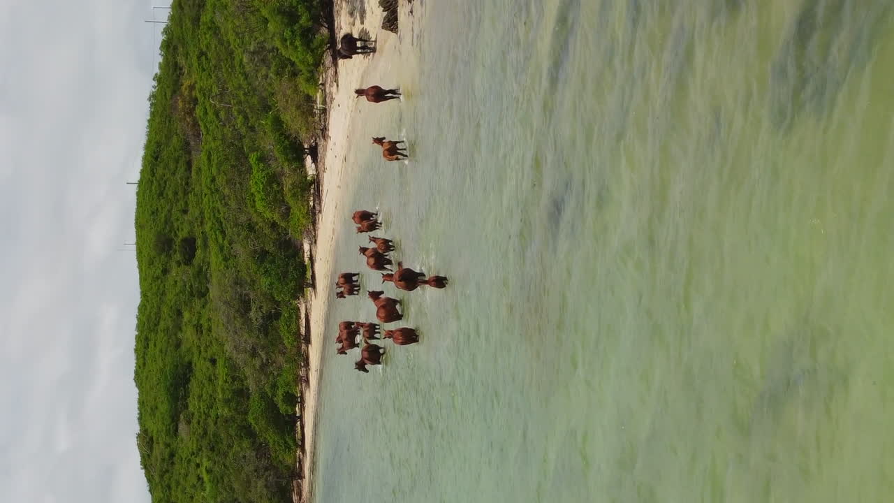 Vertical aerial parallax around wild horses in shallow water, New Caledonia north coast
