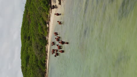 Paralaje-Aéreo-Vertical-Alrededor-De-Caballos-Salvajes-En-Aguas-Poco-Profundas,-Costa-Norte-De-Nueva-Caledonia