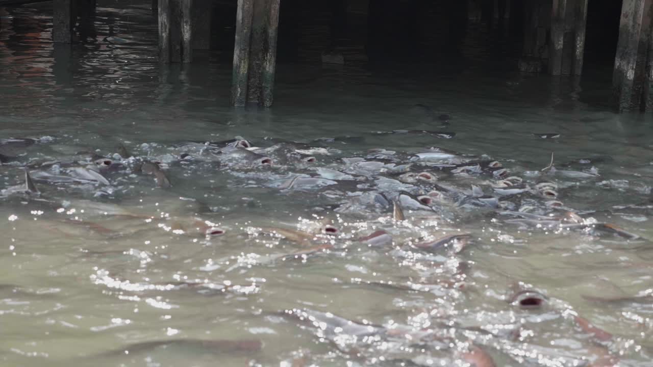 Big Group of Catfishes Getting Fed in Dirty Canal. Slow Motion.
