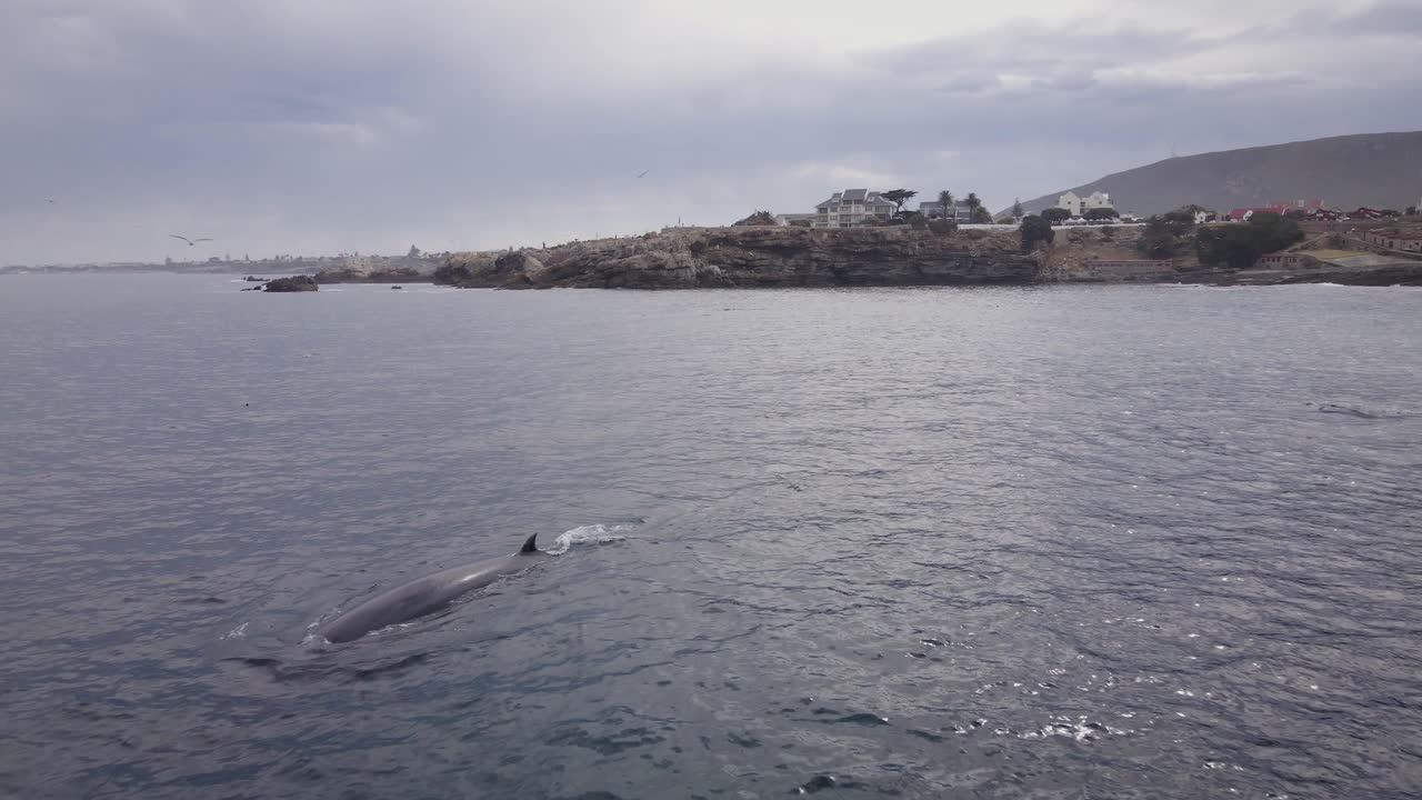 Bryde's whale breaks surface to breathe close to Hermanus shore