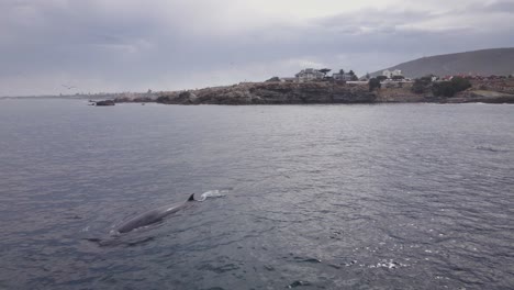 bryde's whale breaks surface to breathe close to hermanus shore