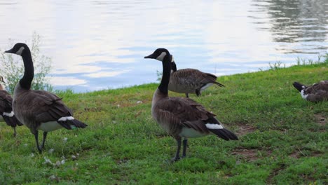 geese gathering at a city park