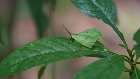 Standing-still-on-a-leaf-of-a-low-lying-branch-inside-a-forest-in-Southeast-Asia-is-a-Leaf-Grasshopper-Systella-rafflesii