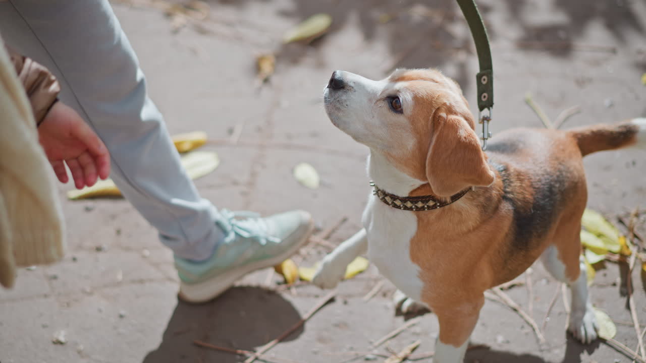 close up of beagle jumping on owner legs while walking through autumn park on leaf strewn path under cloudy sky wearing joggers and sneakers creating playful interaction between pet and human