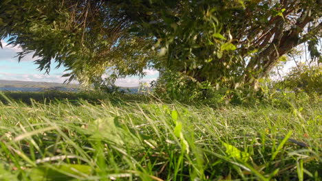 green grass and tree blowing in strong wind on a sunny day