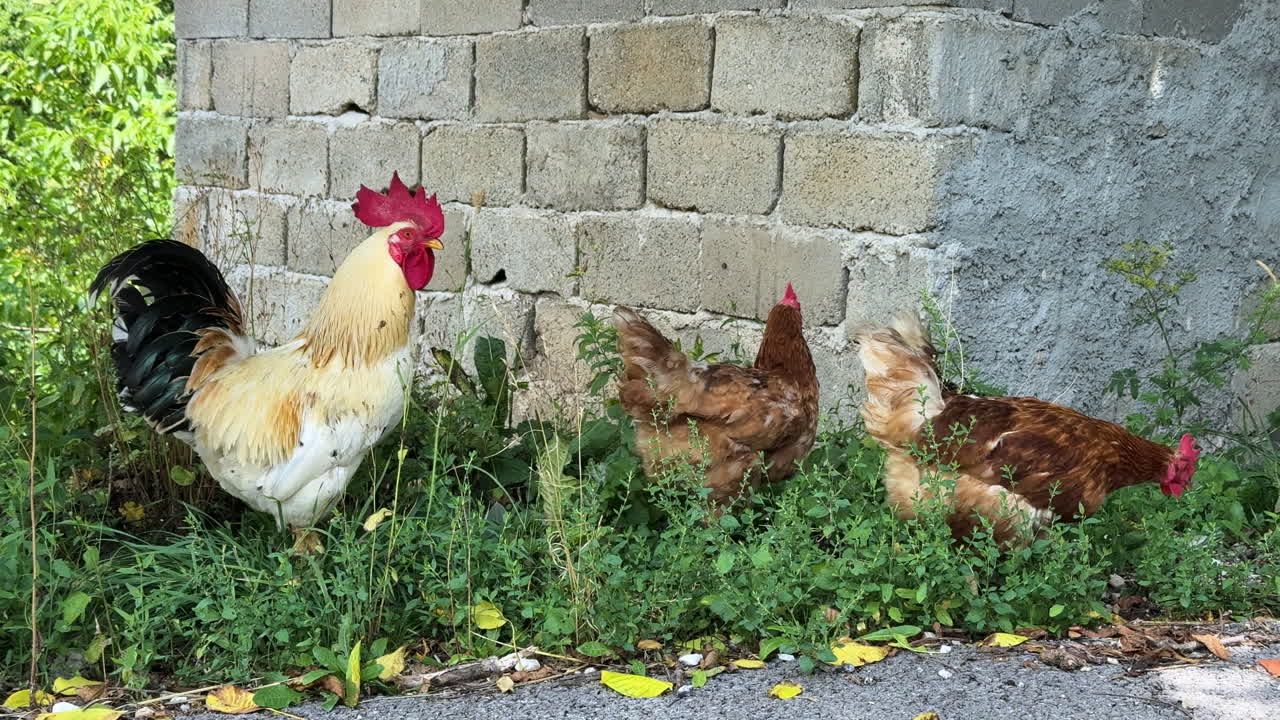 Free range chickens and a rooster exploring around street in farm setting. rural lifestyle, traditional farming