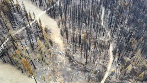 Forest-after-a-wildfire-dead-trees,-California-mountain-landscape